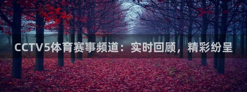 蜘蛛直播下载：CCTV5体育赛事频道：实时回顾，精彩纷呈